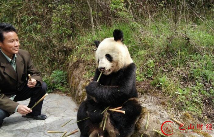 陕西景区现野生大熊猫 淡定吃竹笋任人拍照