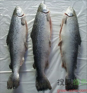 20100706053417842.jpg