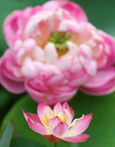 ����ɻ�С��һԪӲ��