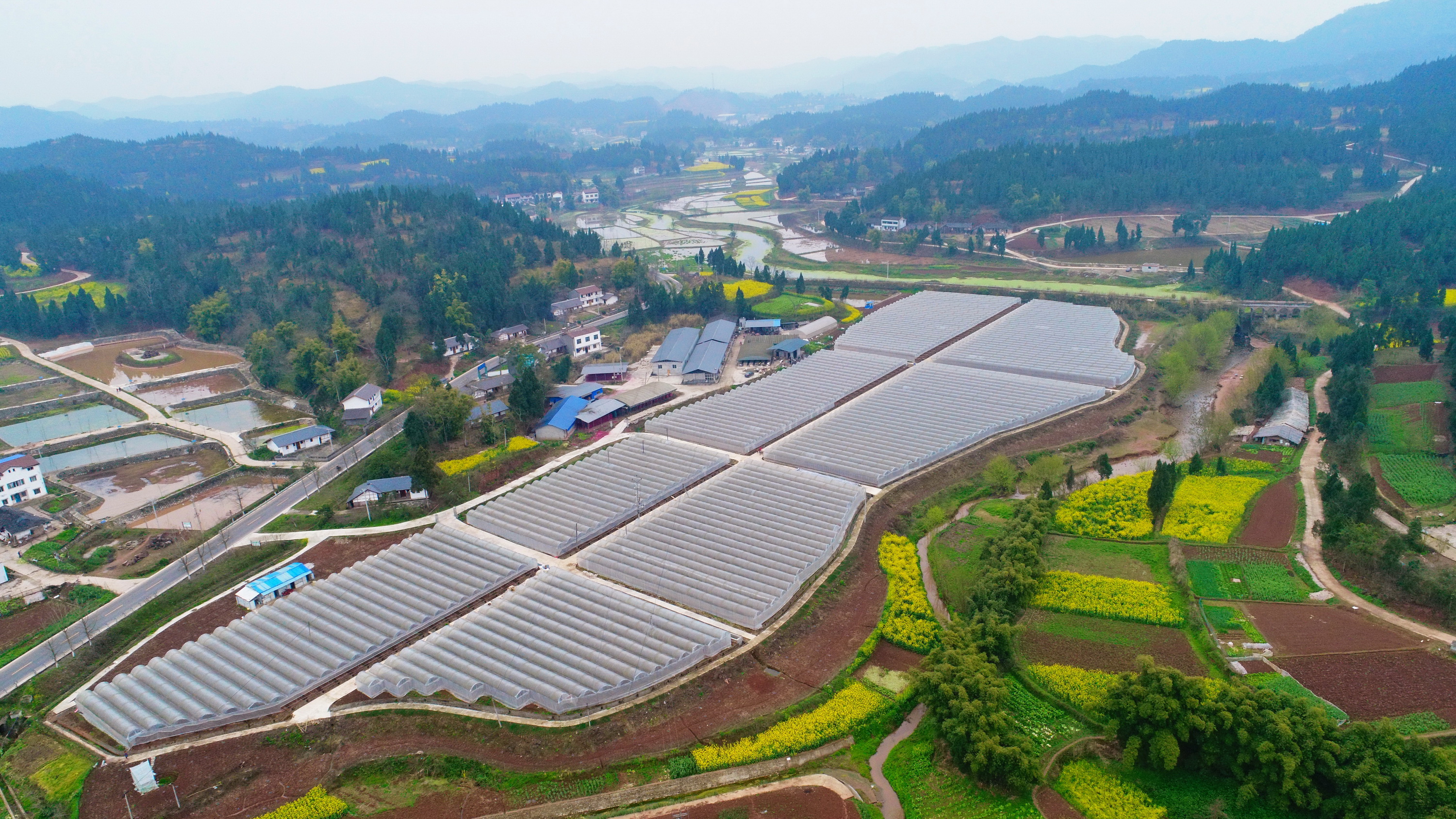 船山区永河现代农业产业园区河沙镇桥墩村兴欣葡萄基地 钟敏摄.jpg